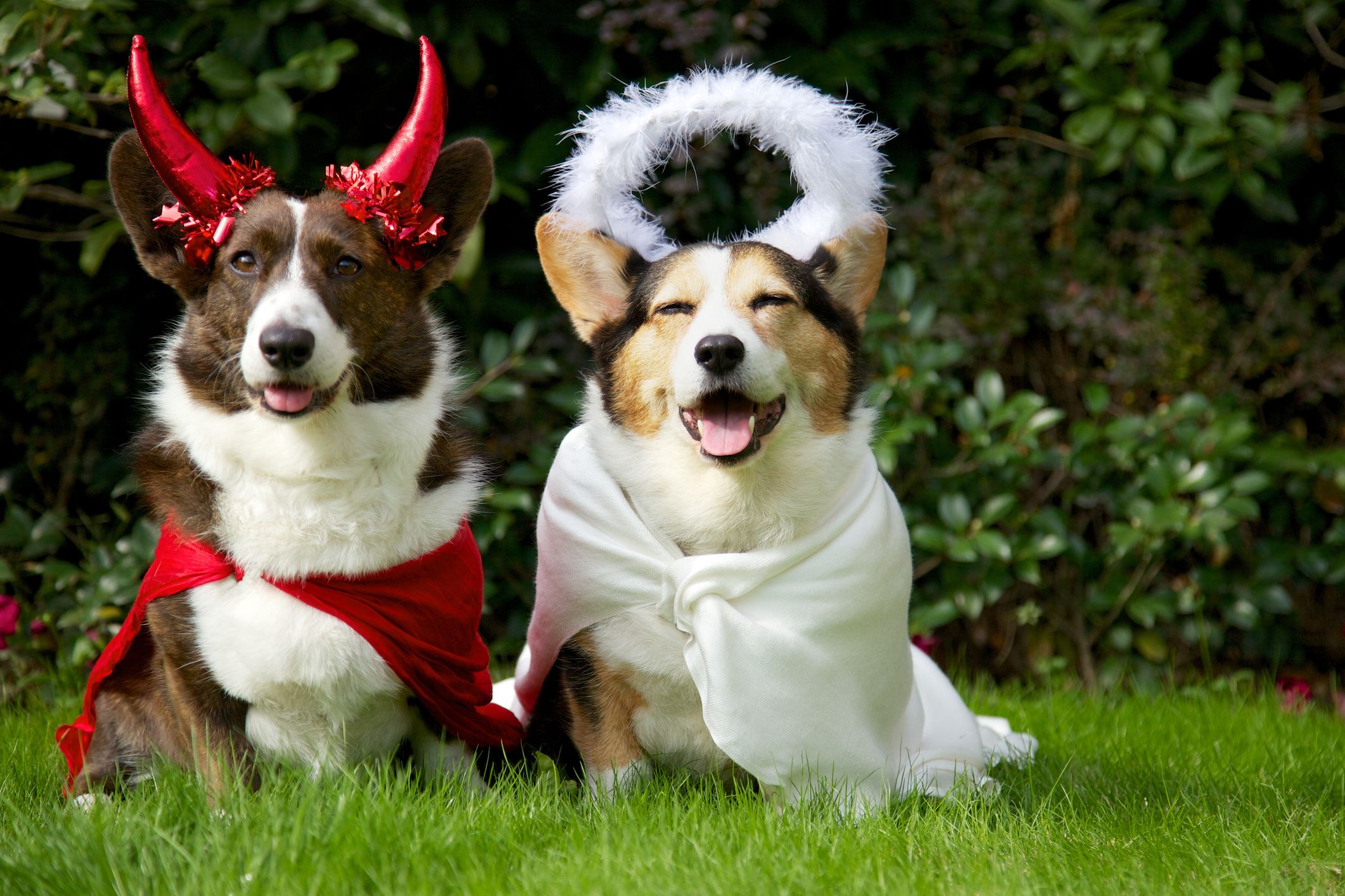 dog halloween costume ideas