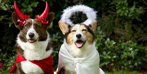 14 Funny Dog Halloween Costumes In 2019 Best Pet Costume Ideas