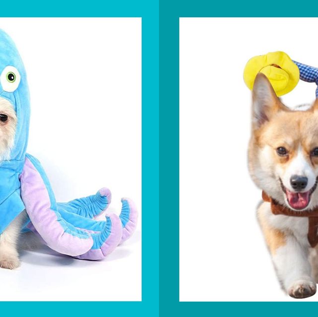 49+ Halloween Costumes Funny Dogs