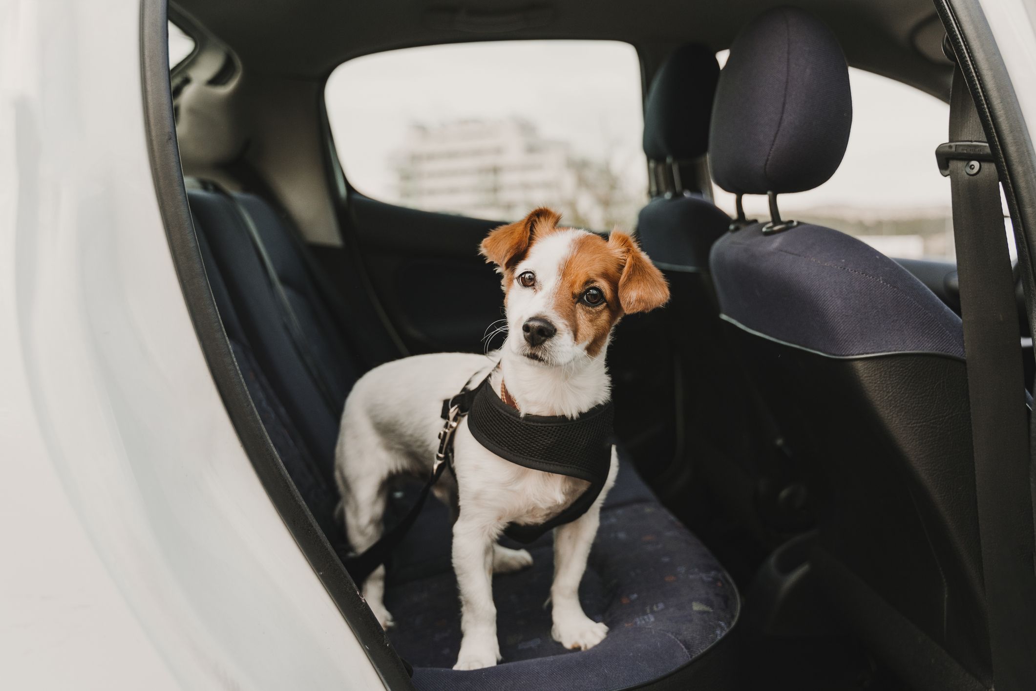 at what age can a puppy wear a harness