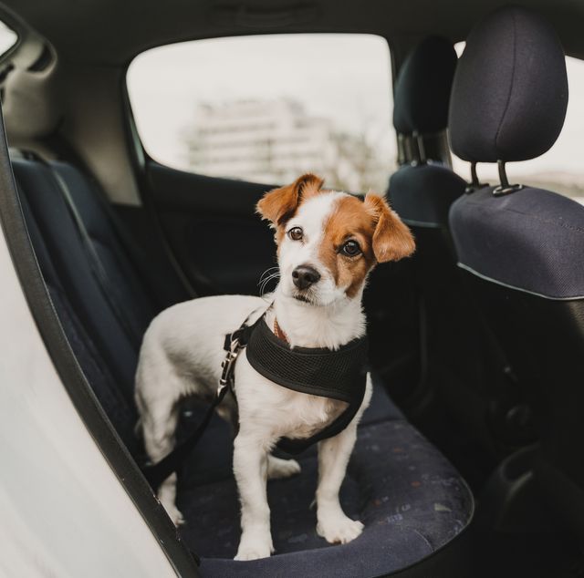 15 Best Dog Car Harnesses For 2021 Now - Best Car Seat For Small Puppy