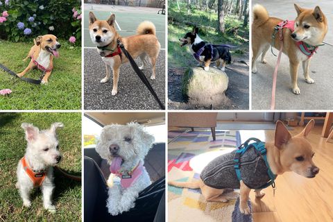 a collage of dogs wearing dog harnesses