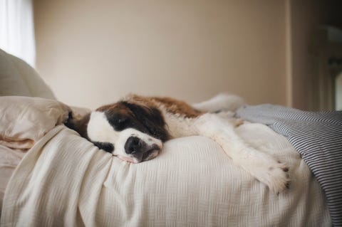 dog lying in bed