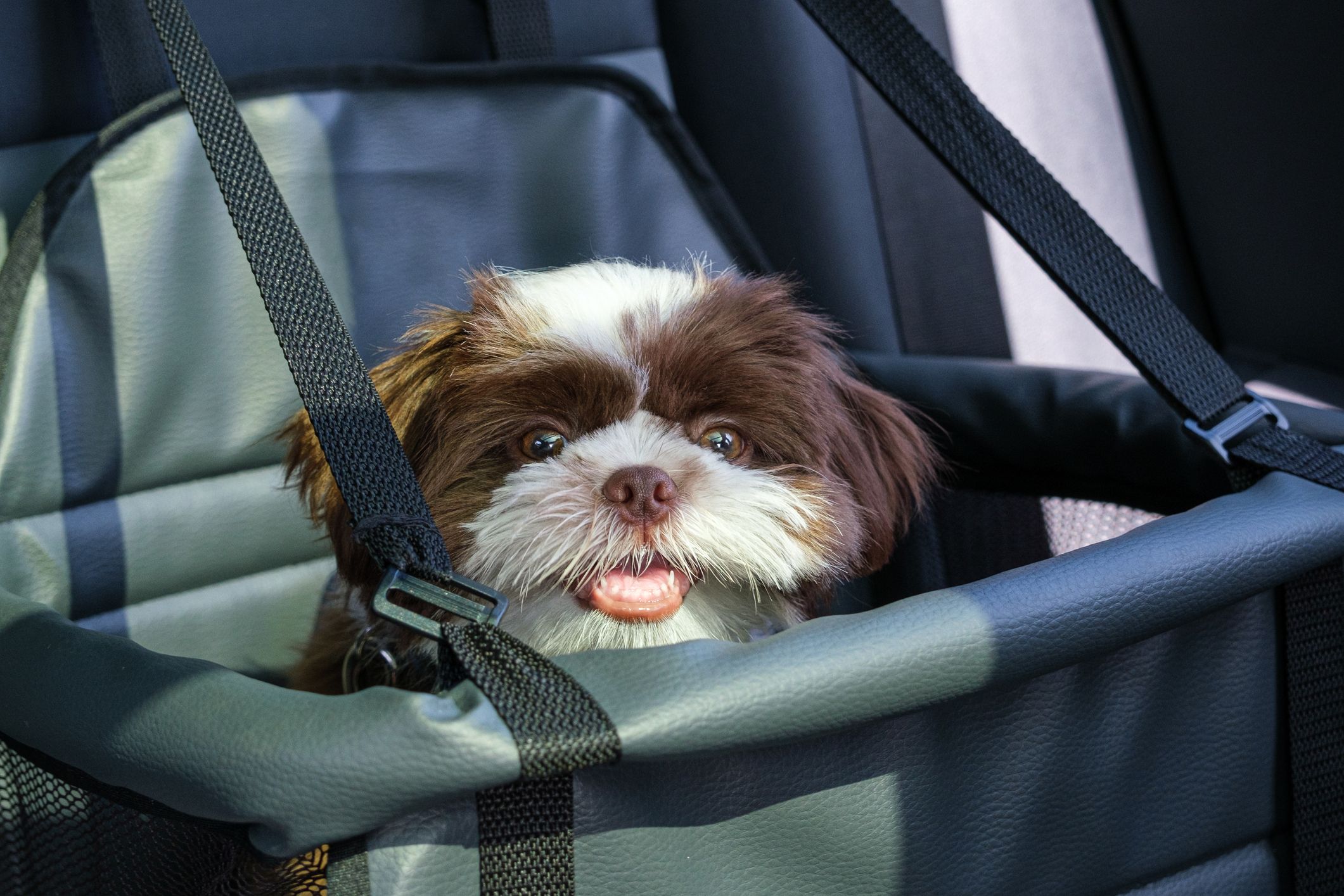 can dogs sit in front of car