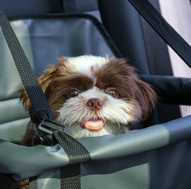 11 Of The Best Car Seats For Dogs Dog Seat - Best Dog Safety Seat