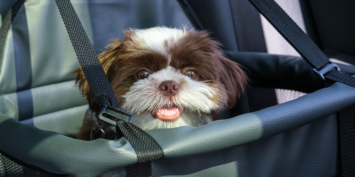 11 Of The Best Car Seats For Dogs Dog Seat - Good To Go Dog Seat Belt