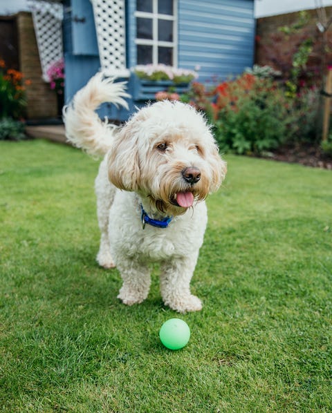 a cockapoo dog plays with a ball in the garden