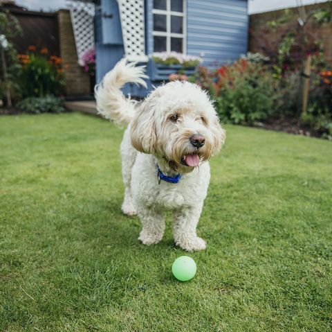 a cockapoo dog plays with a ball in the garden