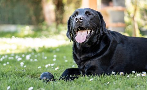 a black labrador retriever dog playing in the garden with a ball with a happy face