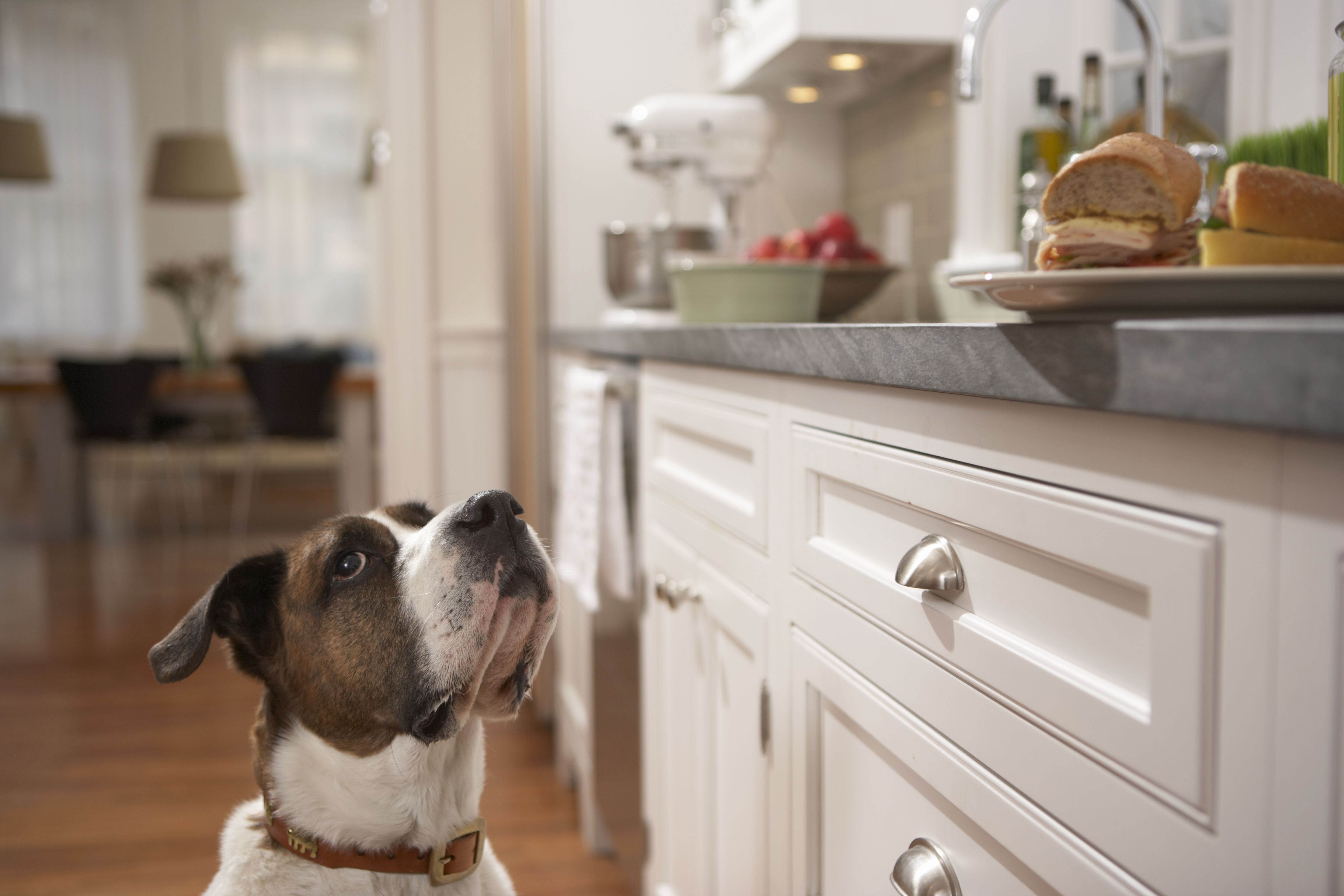 Pet Friendly Kitchen Design How To Design For Dogs At Home