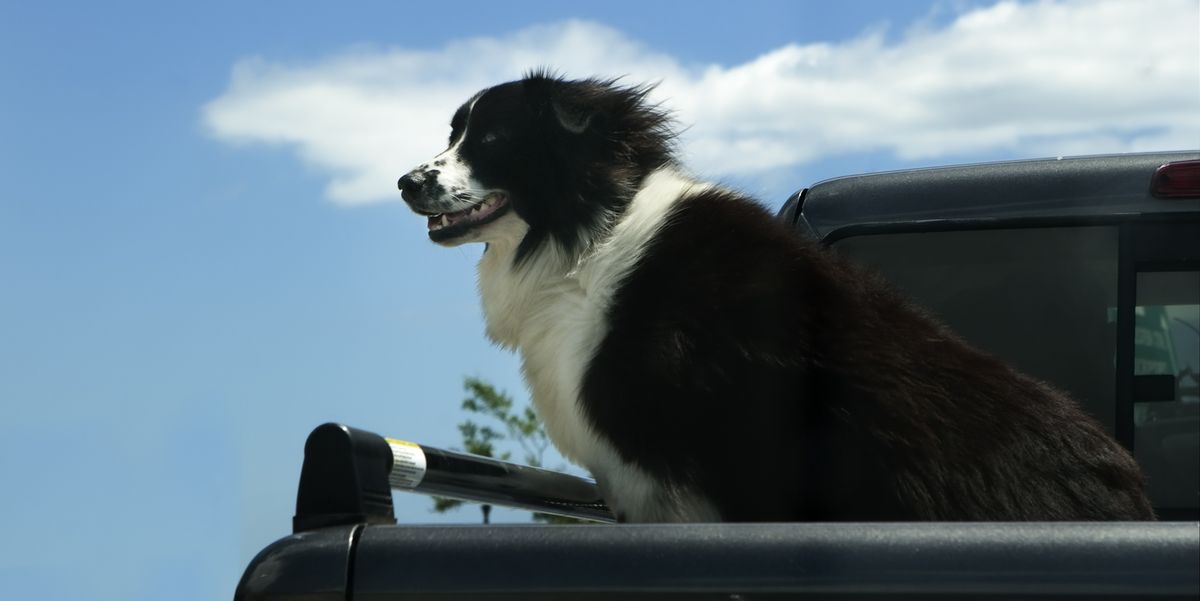 Letting Dogs Ride in Pickup Truck Beds May Become Illegal in Utah