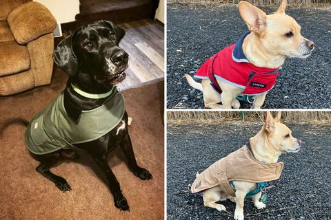 collage of three dogs wearing vests