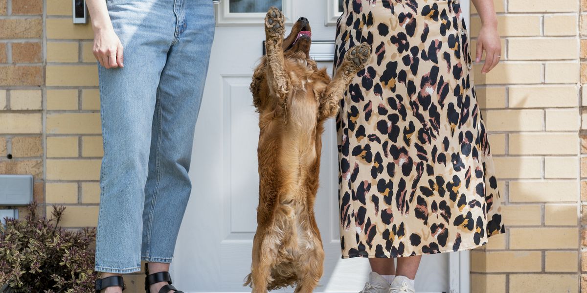 Top tips to stop dogs jumping up at visitors