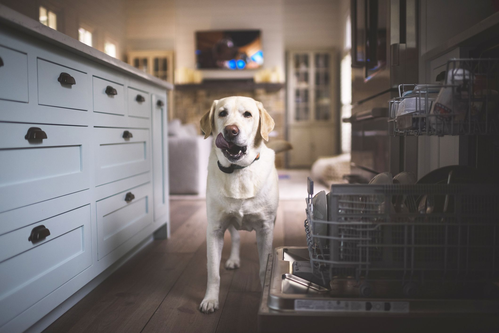 Hardwood Floors That Are Dog Proof – Clsa Flooring Guide