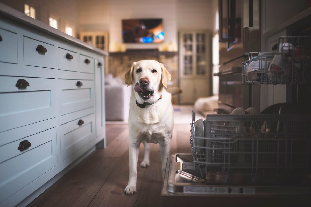 Pet Owners Warned Dog Poisoned By Cleaning Product Zoflora