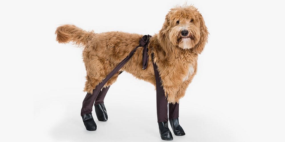 dog leggings for back legs