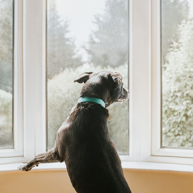 dog looking out a window