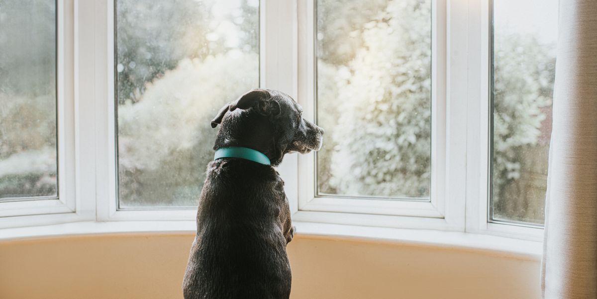 5 ways to stop your dog barking when the doorbell rings