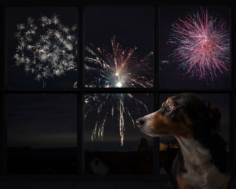 the dog looks out the window and watches the fireworks