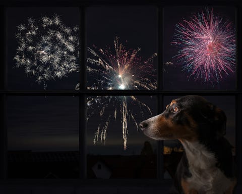 The dog looks out the window and watches the fireworks the dog looks out the window and watches the fireworks