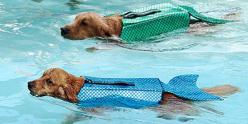 Turn Your Dog into a Mermaid with this Adorable Sparkly Life Jacket