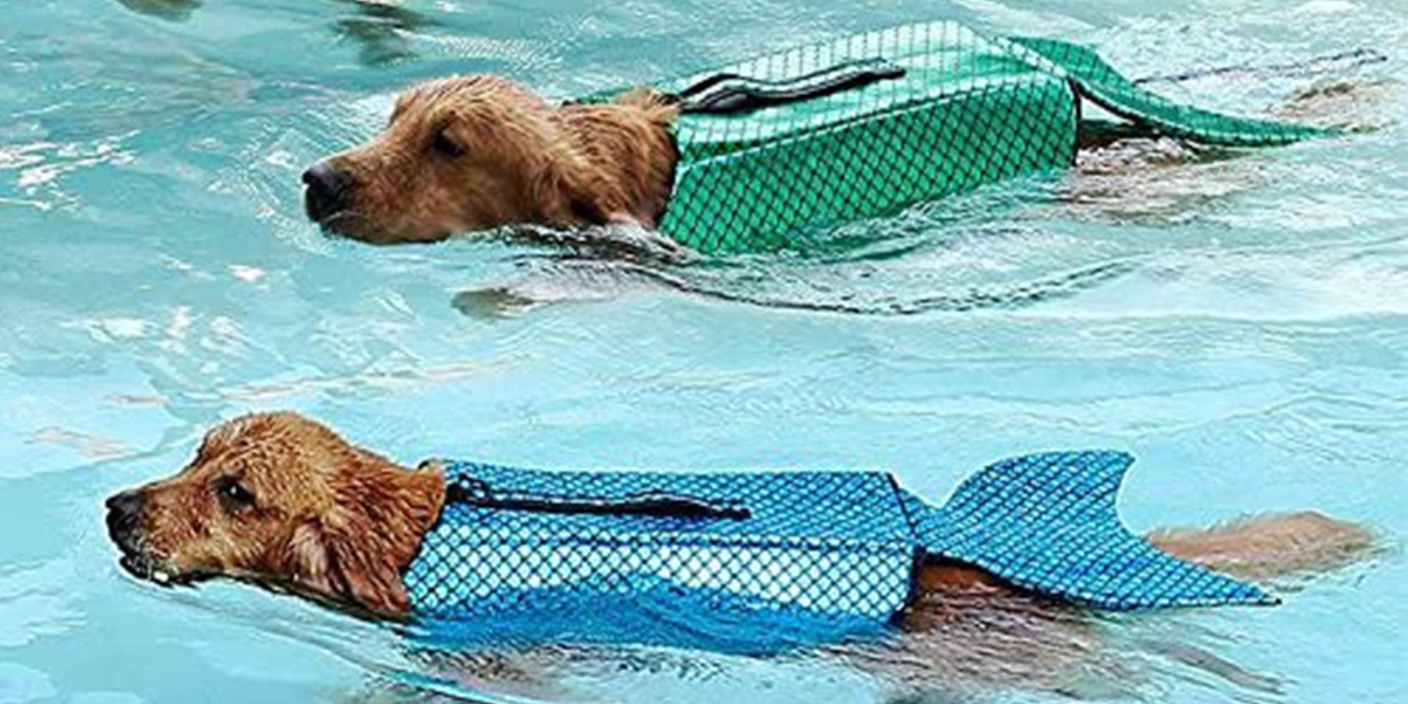 dog swimming life jackets