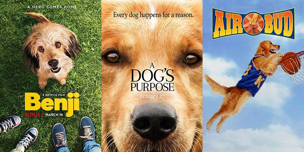20 Best Dog Movies - Top Pet Movies of All Time