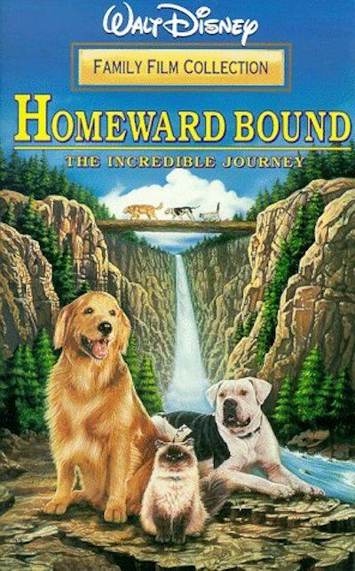 Golden Smart Dog Xxx Video - 20 Best Dog Movies - Top Pet Movies of All Time