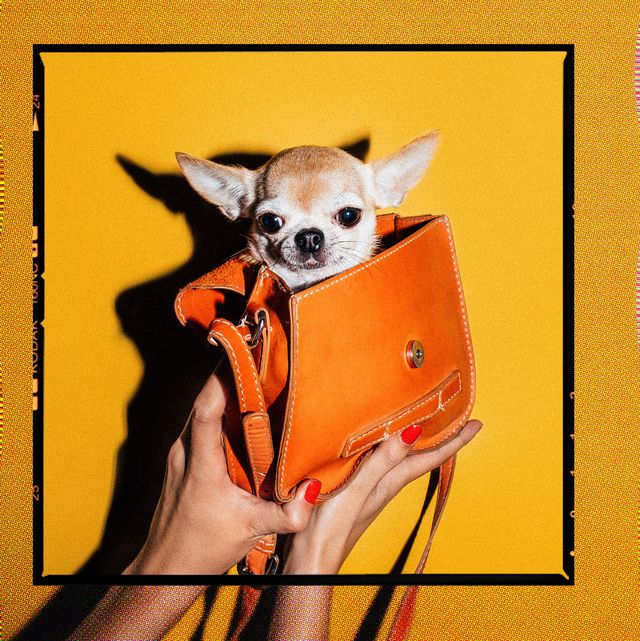 woman's hands holding a bag with a small dog in front of a yellow background