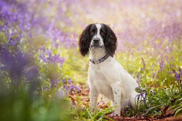 101 Dog Names: Girl Dog Names, Boy Dog Names, Unique Dog Names