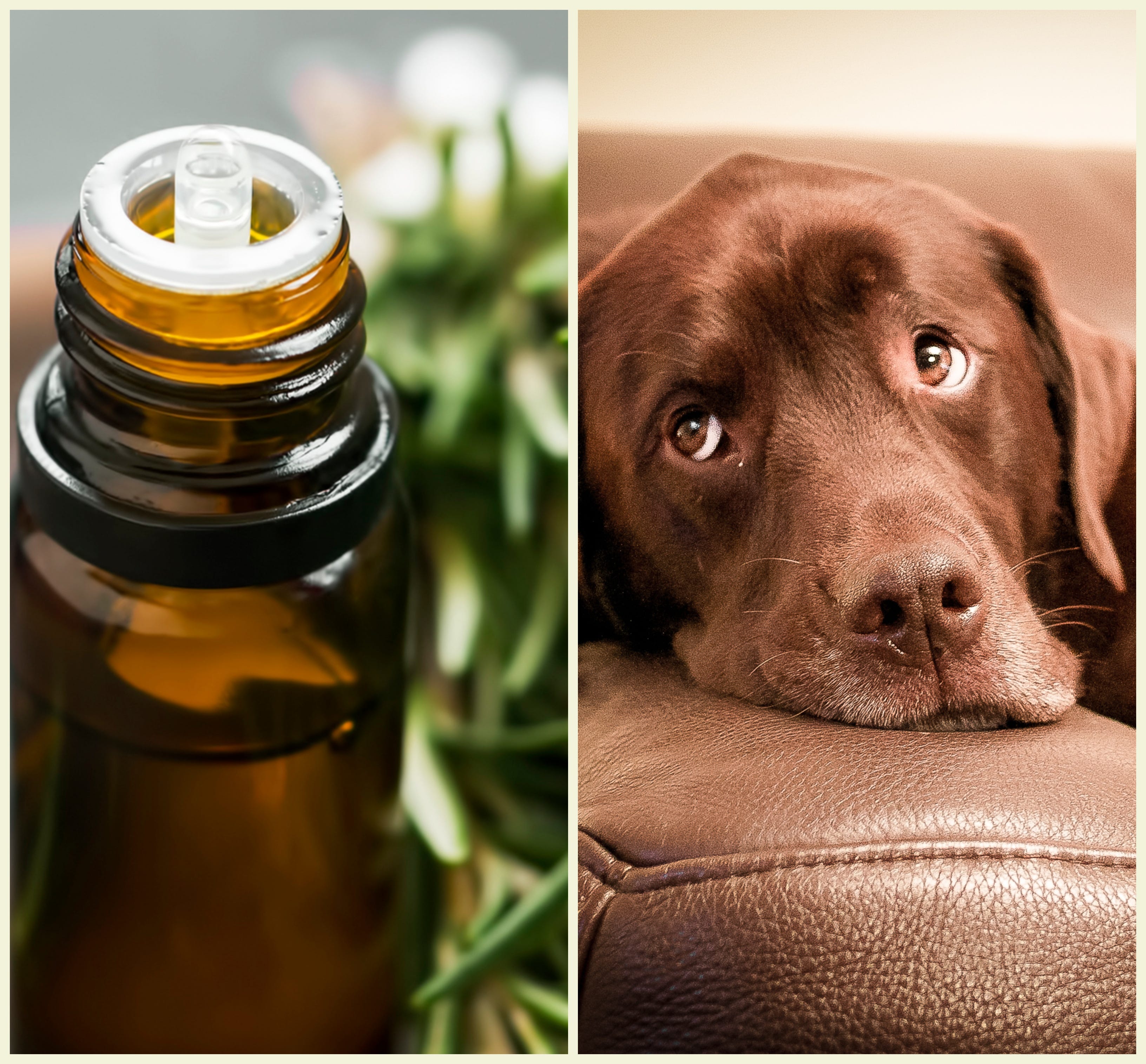 what oils are good for dogs skin