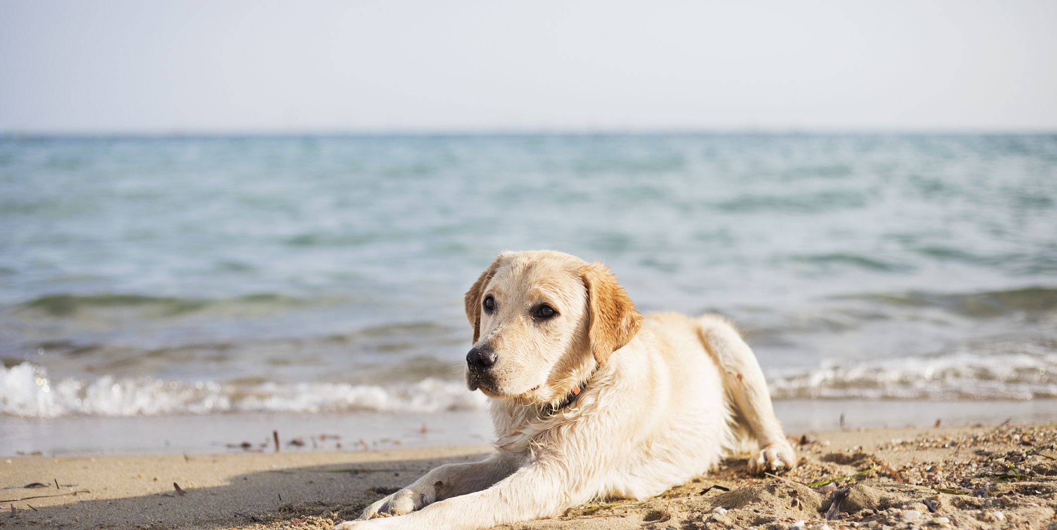 are beaches safe for dogs