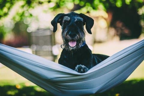 Dog in a hammock photo