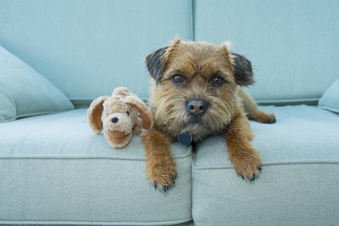 Border Terrier dog with toy, Norfolk
