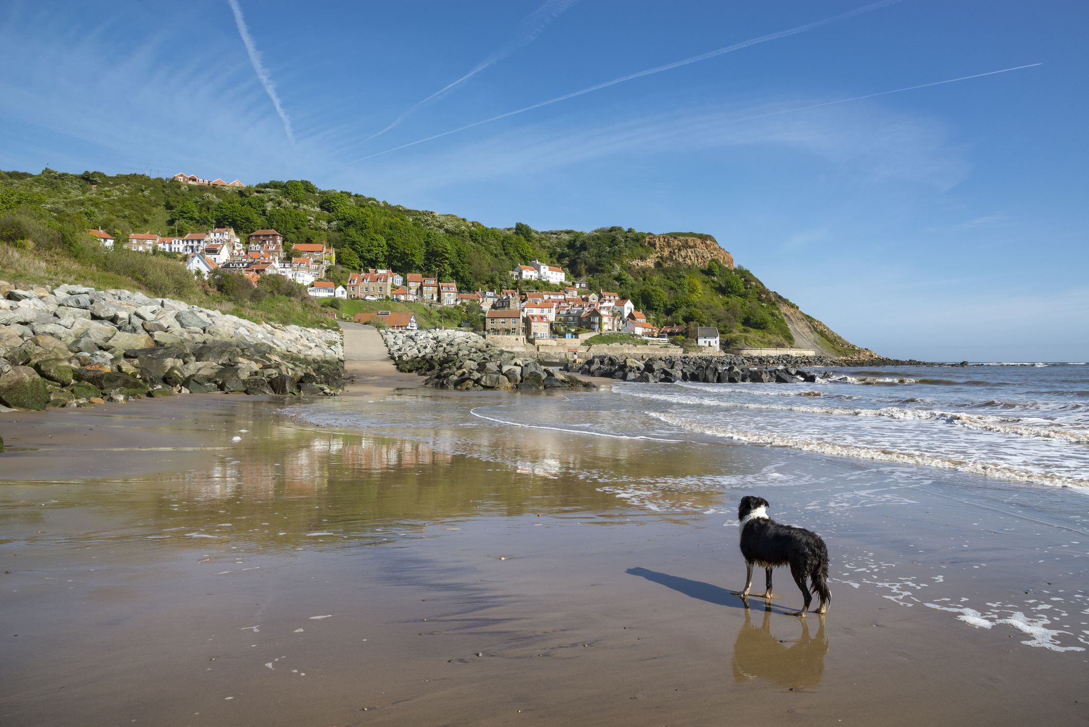 can you take dogs on the beach at whitby