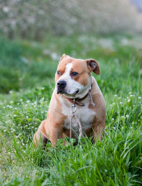 what does embedded tick look like on dog