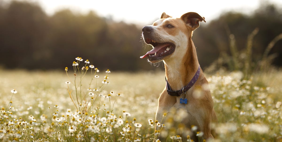 Consejos pet friendly para el verano
