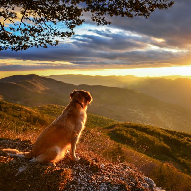 idyllic view of golden retriever dog sitting, staring at the sunrise in rhodope mountains, bulgaria