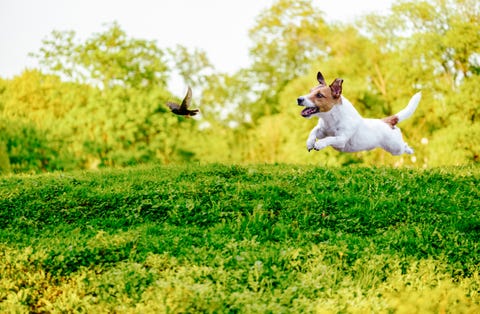 Dog, People in nature, Canidae, Mammal, Nature, Dog breed, Green, Grass, Pembroke welsh corgi, Carnivore, 