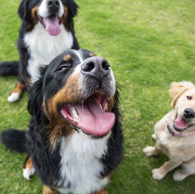 13 dog names set to be huge in 2022