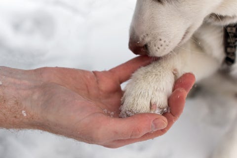 Grit And De-Icer Used In Winter Can Be Toxic To Pets