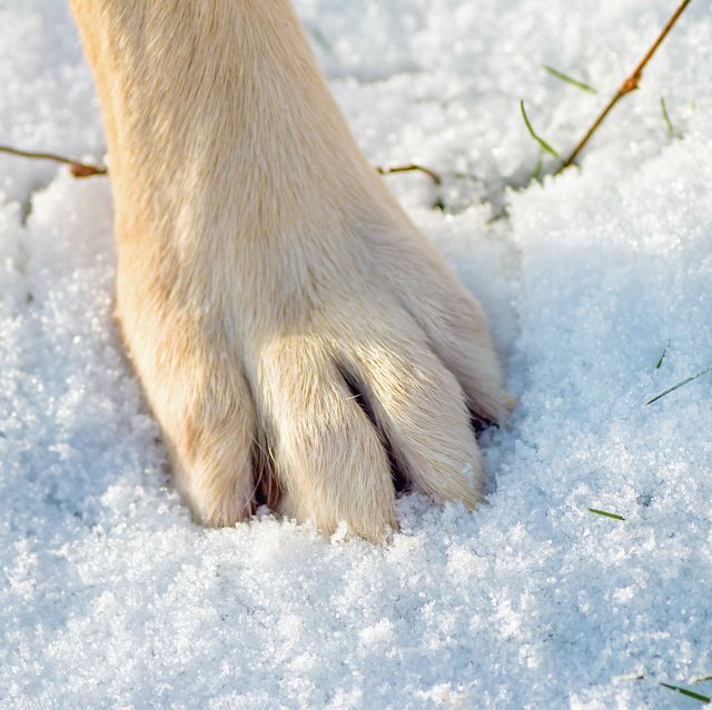 Why You Want To Wash Your Canine’s Paws After Each Winter Stroll