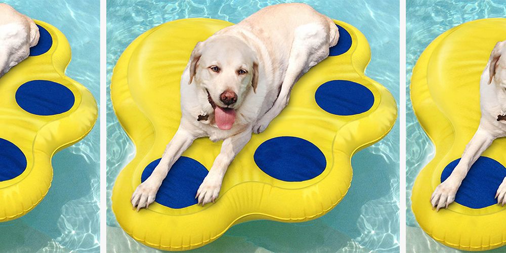 dog pool toy