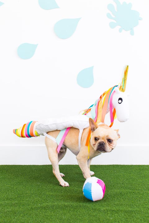 30 Best Dog Halloween Costumes - Cute Dog Costume Ideas