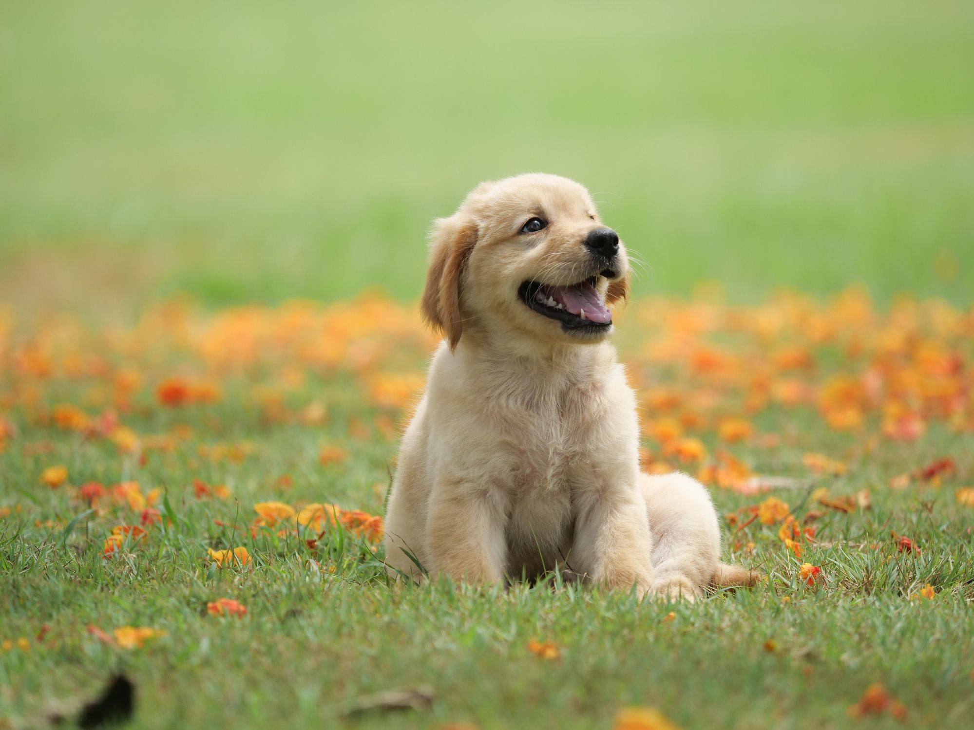 The 25 Cutest Dog Breeds - Most Adorable Dogs and Puppies