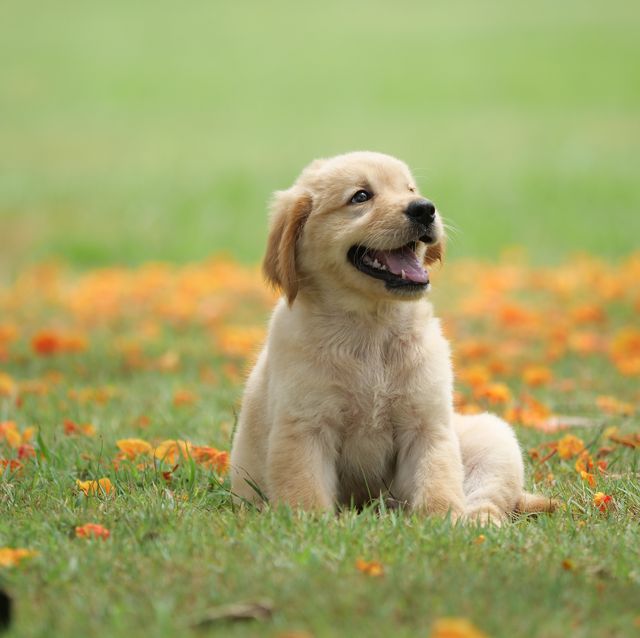 20 Dog Breeds That Make The Cutest Puppies