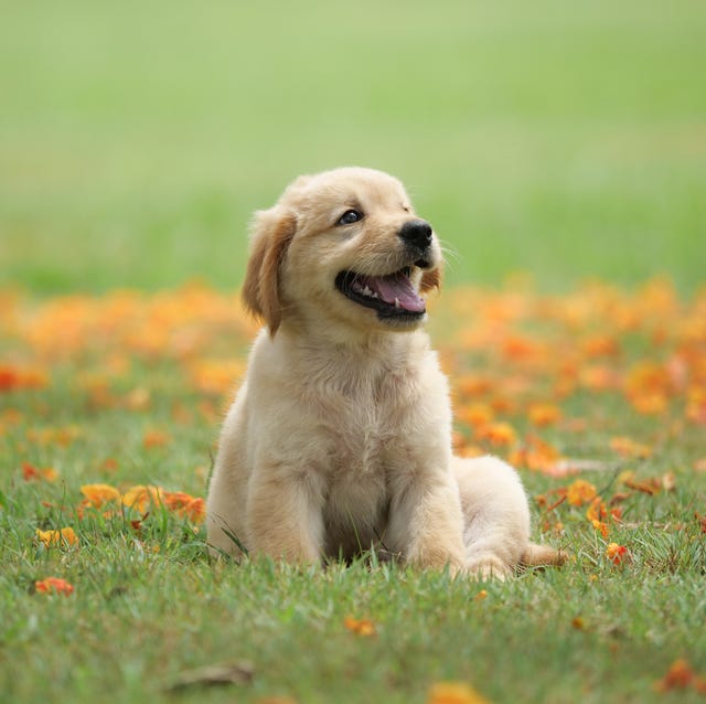 How to Train a Puppy: The First 8 Things You Need to Do - Reader's Digest