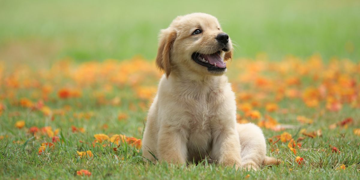 The 25 Cutest Dog Breeds - Most Adorable Dogs and Puppies
