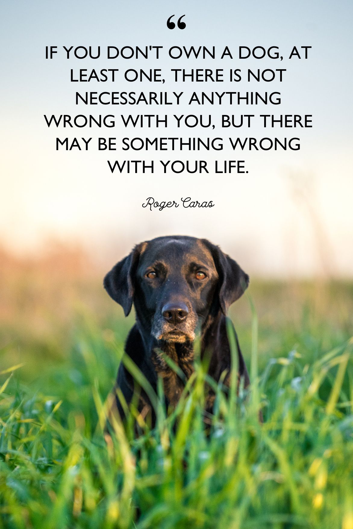 MY DOG TAUGHT ME EVERYTHING I NEED TO KNOW Inspiring Motivational Quote