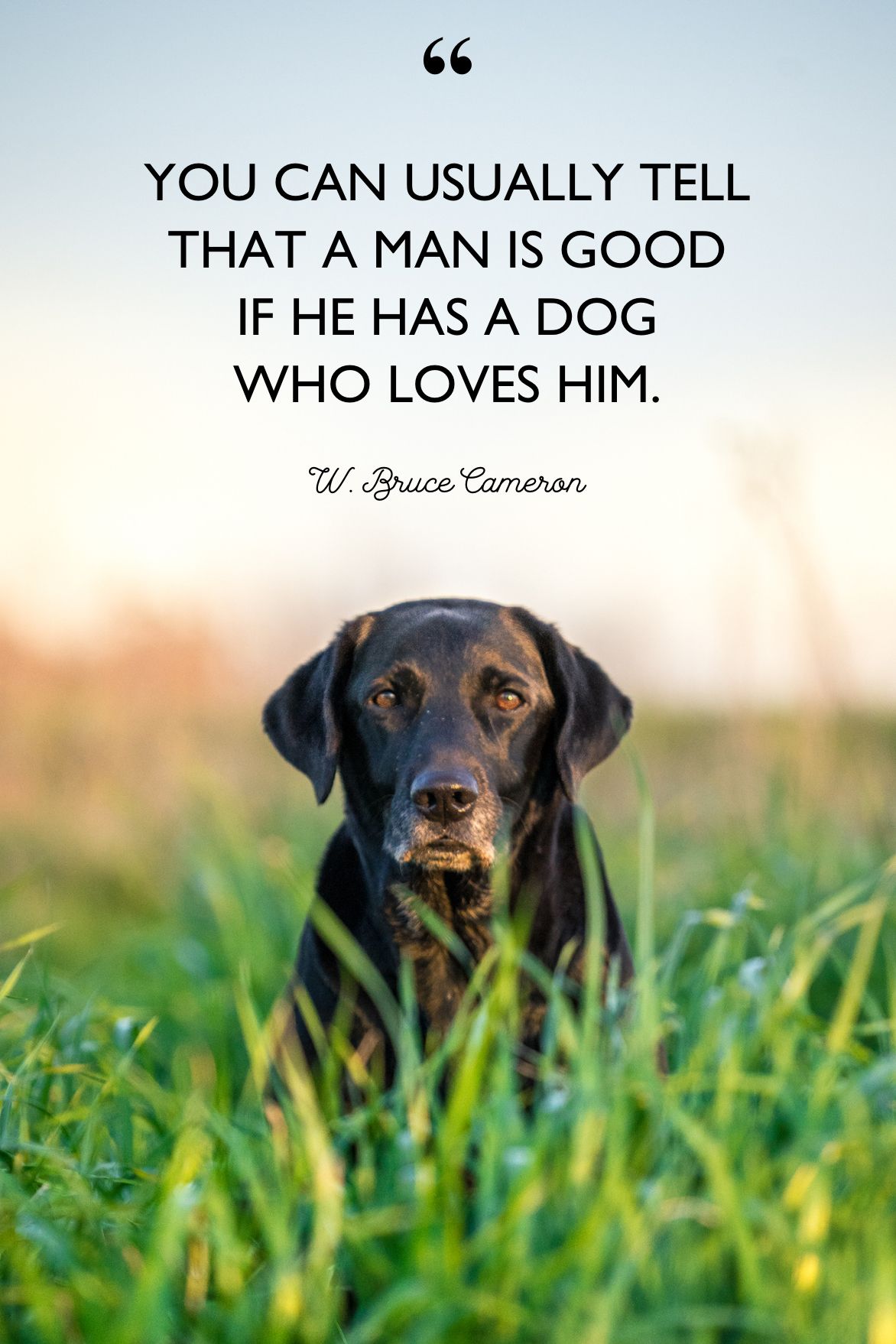 about dogs love